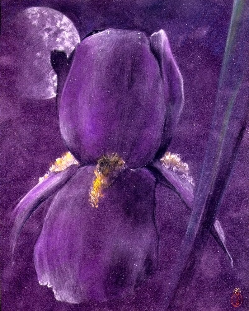 Iris